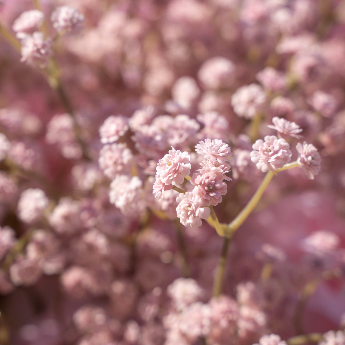 Pink Baby Breath | 3D Event-Ready Artificial Floral Wall Backdrop, Roll-Up Fabric | Shipping Included