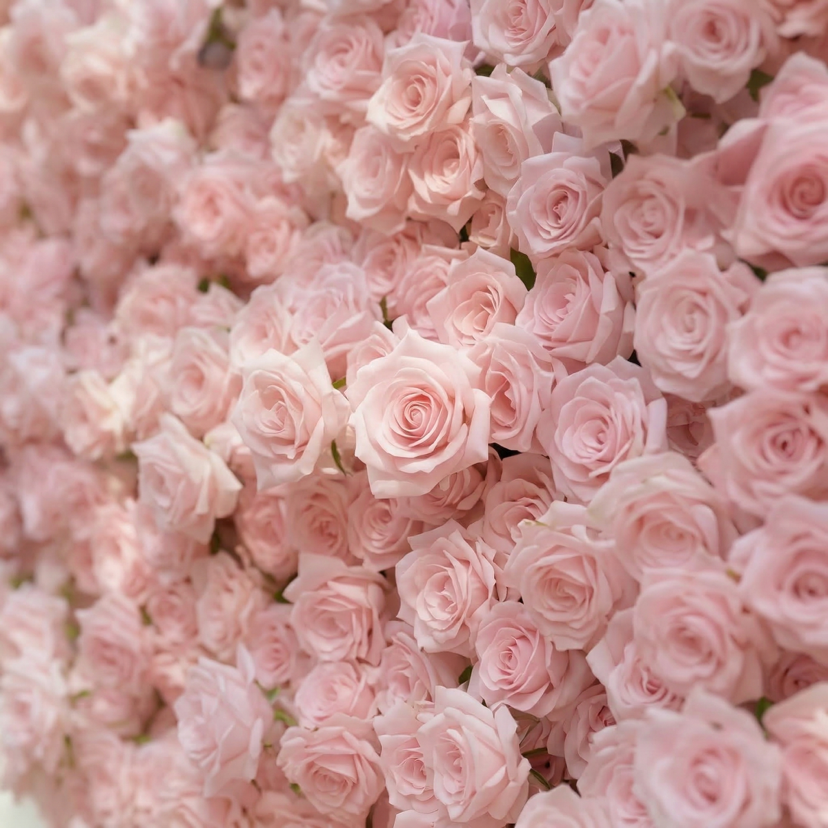 Orelune | 3D Ethereal Blush Pink Heart-Shaped Event-Ready Artificial Floral Backdrop for Romantic Wedding & Proposal | Shipping Included