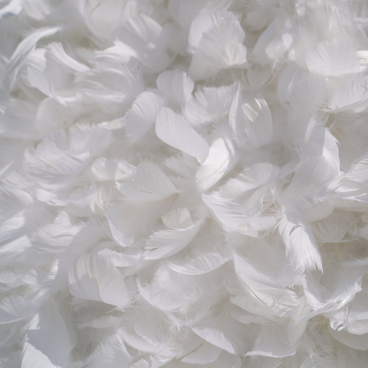 Hilton | Pure White Feather Flower Wall - 5D Fabric Backdrop for Wedding Birthday Party Event Decoration | Shipping Included