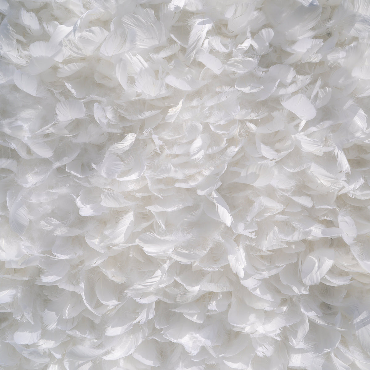 Hilton | Pure White Feather Flower Wall - 5D Fabric Backdrop for Wedding Birthday Party Event Decoration | Shipping Included